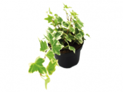 Bedding Ivy 1.49 €