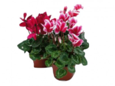 Mini Cyclamen 1.49 €
