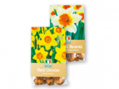 Daffodil Bulbs 1.79 €