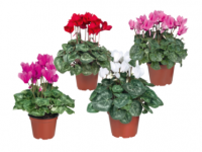 Cyclamen 2.49 €