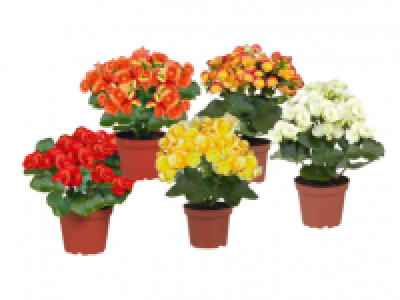 Begonia 2.99 €