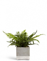 Marks and Spencer  Fern in Grey Pot
