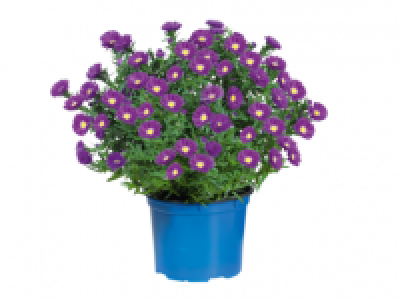Large Aster 4.99 €