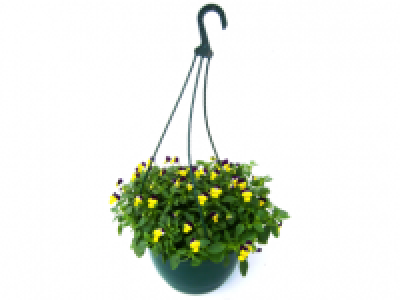 Viola Hanging Basket 7.99 €
