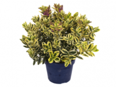 Flowering Hebe 5.99 €