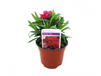 Lidl  Pot Carnation