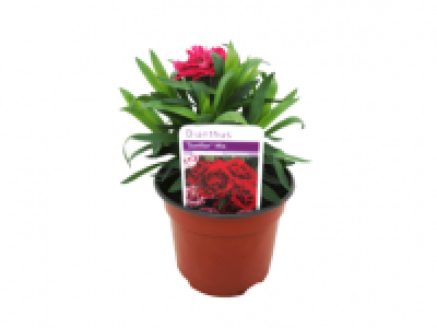 Pot Carnation 1.49 €