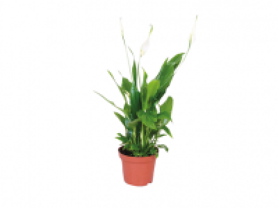 Peace Lily 1.49 €