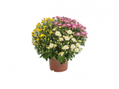 Garden Mum Trio 7.99 €