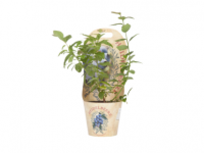 Blueberry Plant 4.99 €