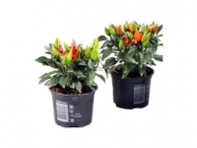 Lidl  Ornamental Pepper