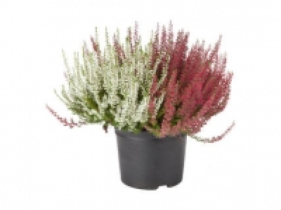 Autumn Heather 2.99 €
