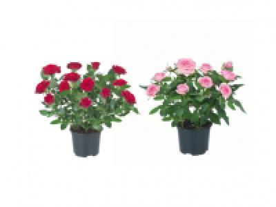 Mini Rose 1.49 €