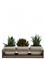 Marks and Spencer  Trio Succulents in Wooden Tray