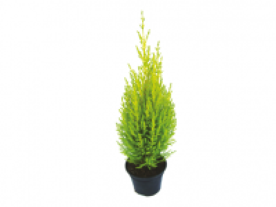 Wilma Goldcrest 2.49 €