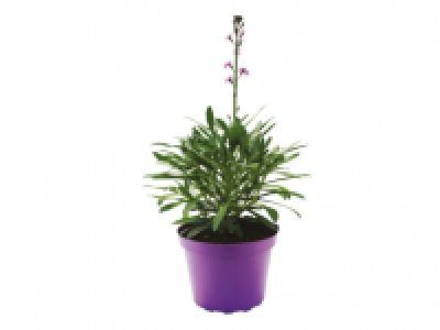 Wallflower (Erysimum Bowles Mauve) 1.49 €