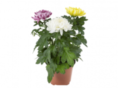 Pom Pom Chrysanthemum 3.99 €