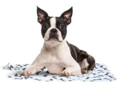 ZOOFARI Pet Blanket 4.99 €