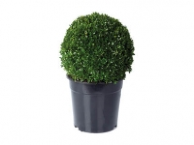 Large Buxus Ball 9.99 €