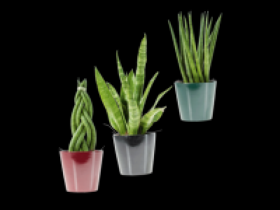 Lidl  Sansevieria Mix