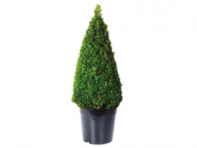 Extra Large Buxus Pyramid 17.99 €