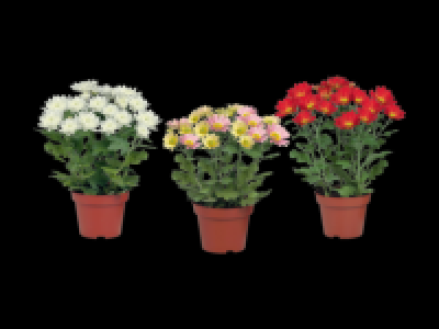 Pot Mum 1.99 €