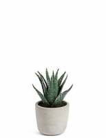 Marks and Spencer  Christmas Spiky Succulent