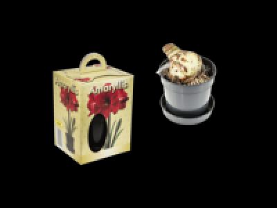 Amaryllis Pot Bulb in Gift Box 2.99 €