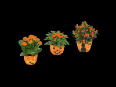 Pumpkin Plant 2.99 €