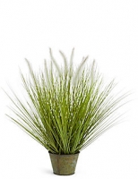 Marks and Spencer  Foxtail Grass