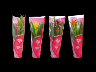 Guzmania and Vriesea Mix 4.99 €