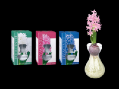 Hyacinth in Glass Vase 1.99 €