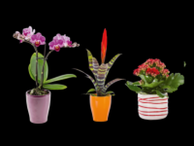 Mini flowering plant in ceramic pot 3.99 €
