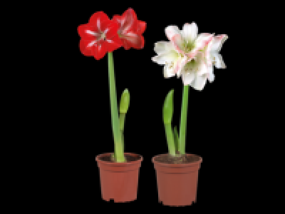 2 Stem Potted Amaryllis 4.99 €