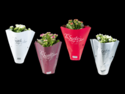 Christmas Kalanchoe 2.49 €