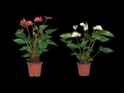 Anthurium Andreanum 9.99 €