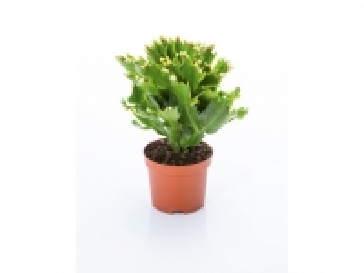 Christmas Cactus 1.99 €