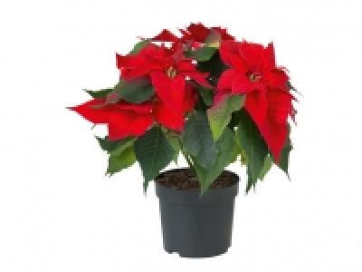 Medium Poinsettia 2.99 €