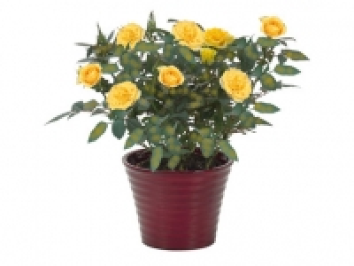Glitter Rose 2.49 €