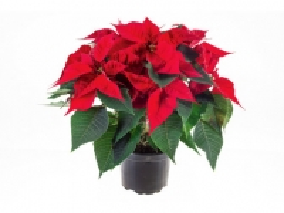 Large Poinsettia 6.99 €