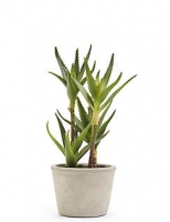 Marks and Spencer  Large Aloe Plant in Concrete Pot