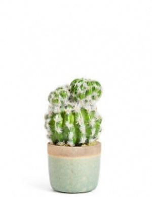 Marks and Spencer  Medium Cactus