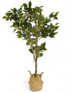 Marks and Spencer  Medium Ficus Tree