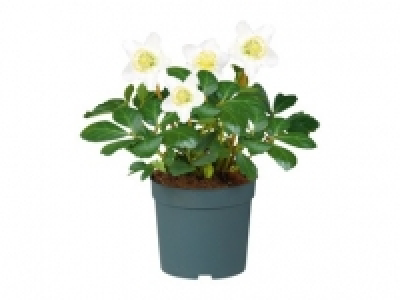 Christmas Rose (Helleborus Niger) 3.99 €