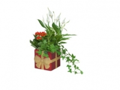 Festive Plant 5.99 €
