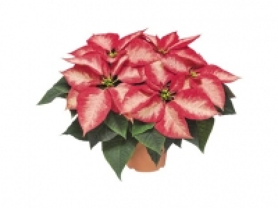 Premium Poinsettia 4.99 €