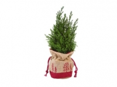 Lidl  Mini Christmas Tree in Gift Bag