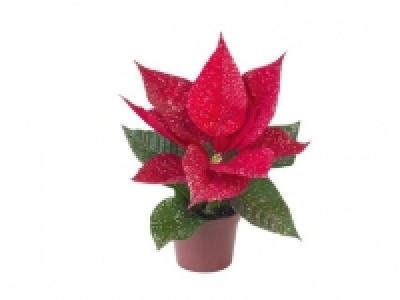 Mini Poinsettia 1.49 €