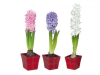 Lidl  Hyacinth in square ceramic pot