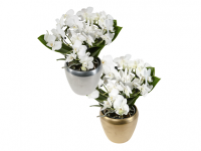 Phalaenopsis in Ceramic Pot